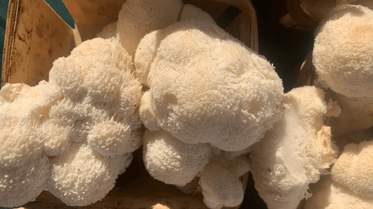 lions mane mushrooms, fresh, in collection basket in sunlight